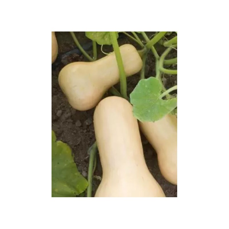 Butternut