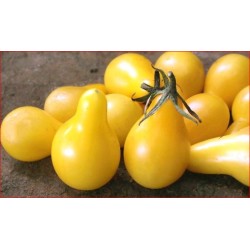 Tomates Cerise - Poires