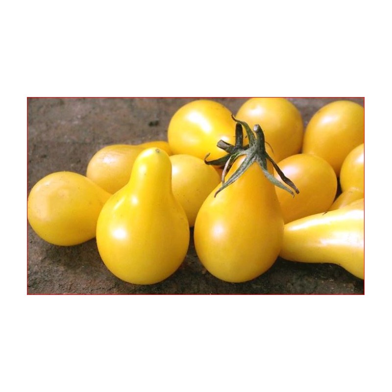 Tomates Cerise - Poires