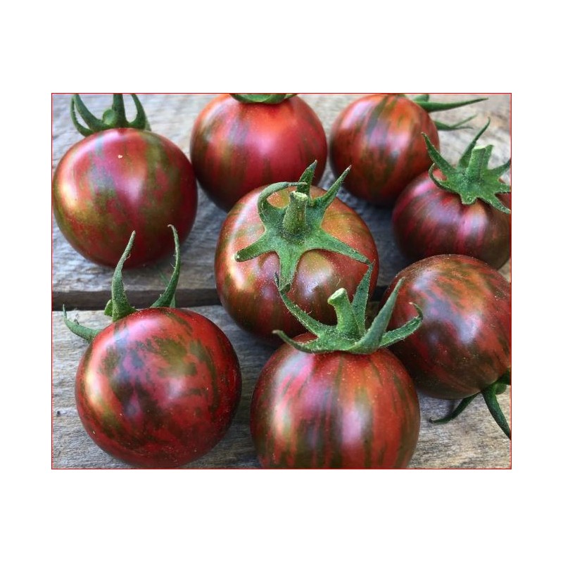 Tomates cerise - Bourdon Pourpre