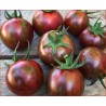 Tomates cerise - Bourdon Pourpre