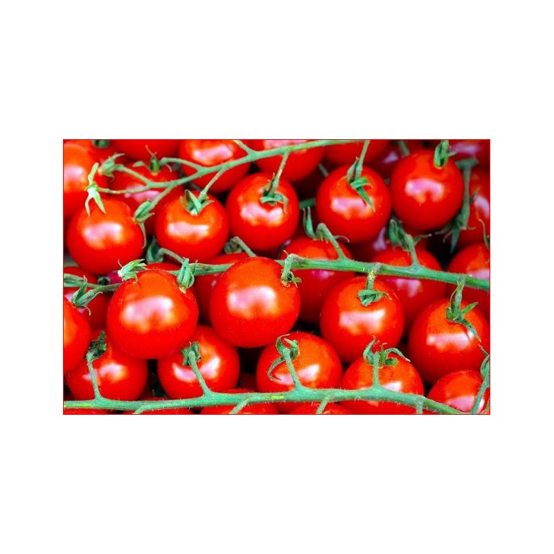 Tomates Cerise