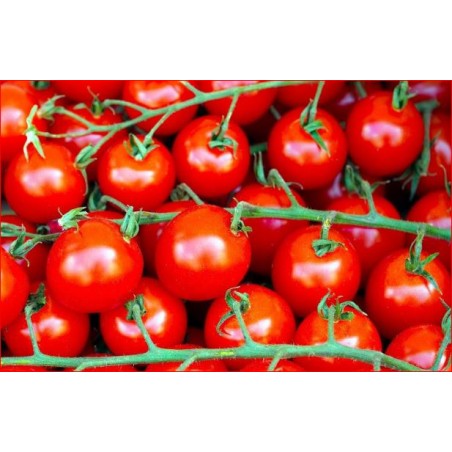 Tomates Cerise