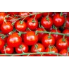 Tomates Cerise