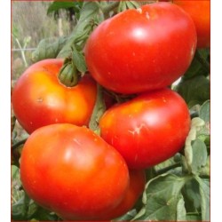 Tomate merveille des marchés