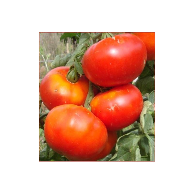 Tomate merveille des marchés