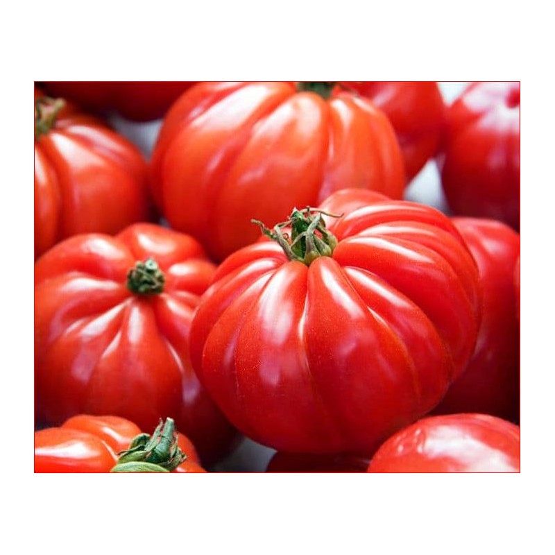 tomate marmande