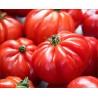 tomate marmande