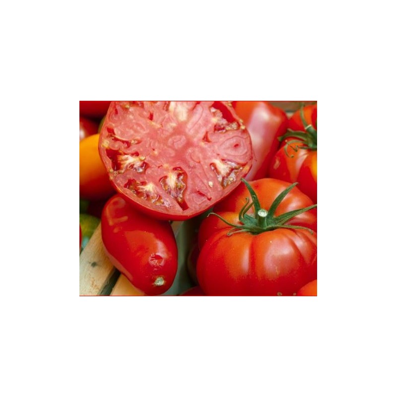 tomate cœur de bœuf