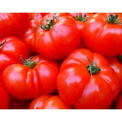 tomate marmande