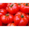 tomate marmande