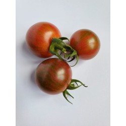 Tomates cerise - Bourdon Pourpre