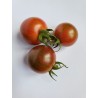 Tomates cerise - Bourdon Pourpre