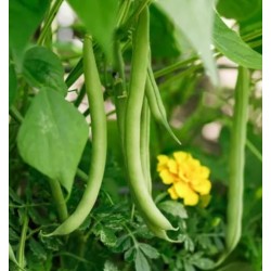 haricots verts