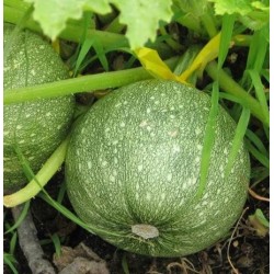 Courgette Ronde de Nice