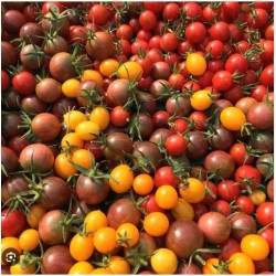 Tomates Cerise - Mix