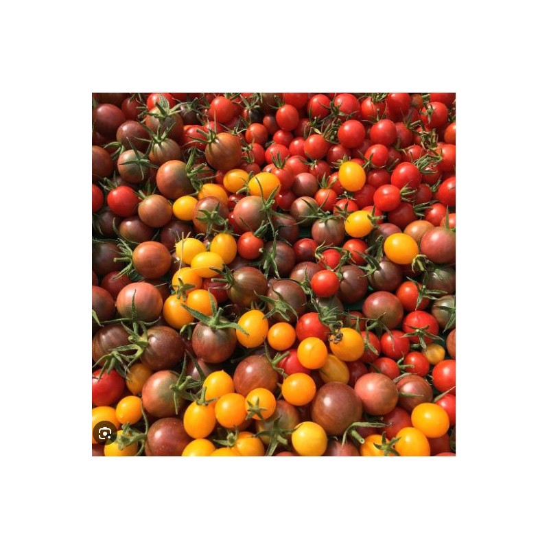 Tomates Cerise - Mix