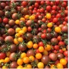 Tomates Cerise - Mix