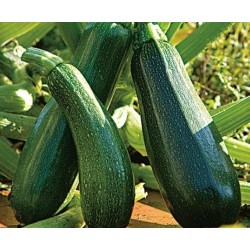 Courgette Longue Maraîchère