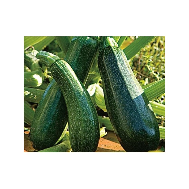 Courgette Longue Maraîchère